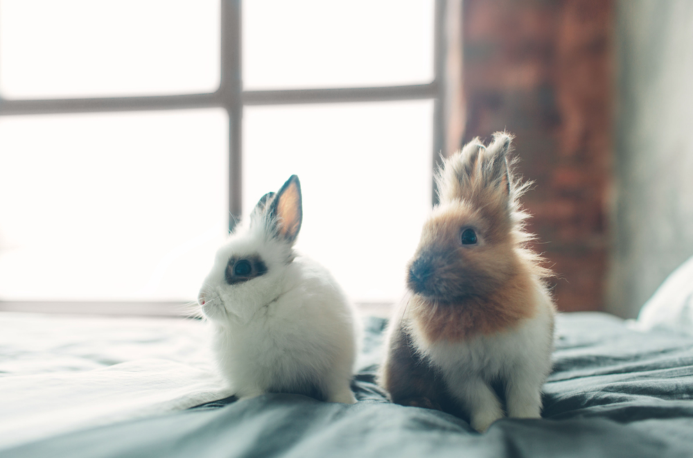 סוגי ארנבים