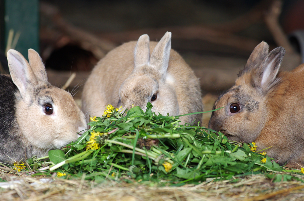 פירמידת המזון של הארנבים